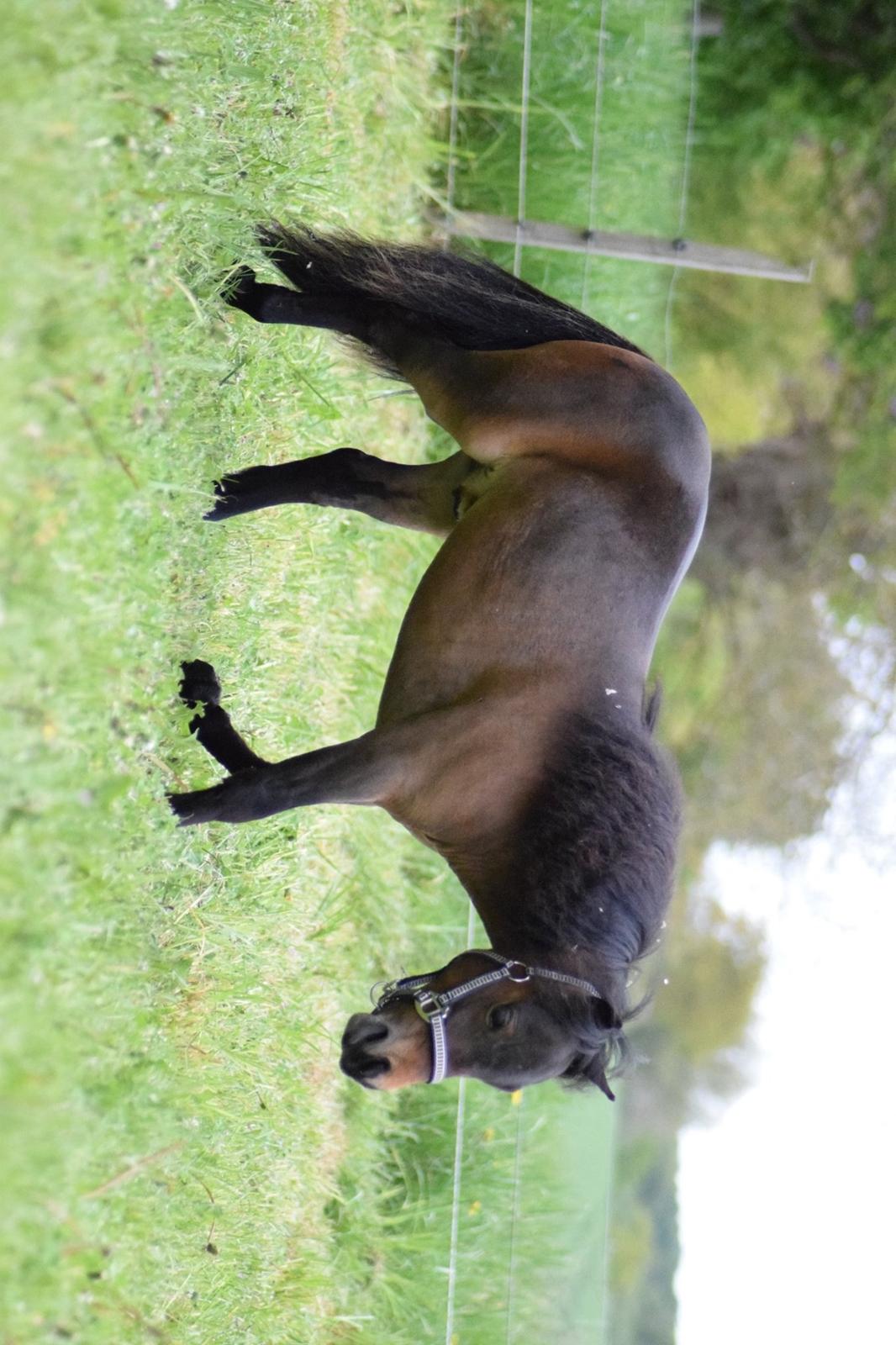 Amerikansk Miniature Lm wild painted lazett billede 6