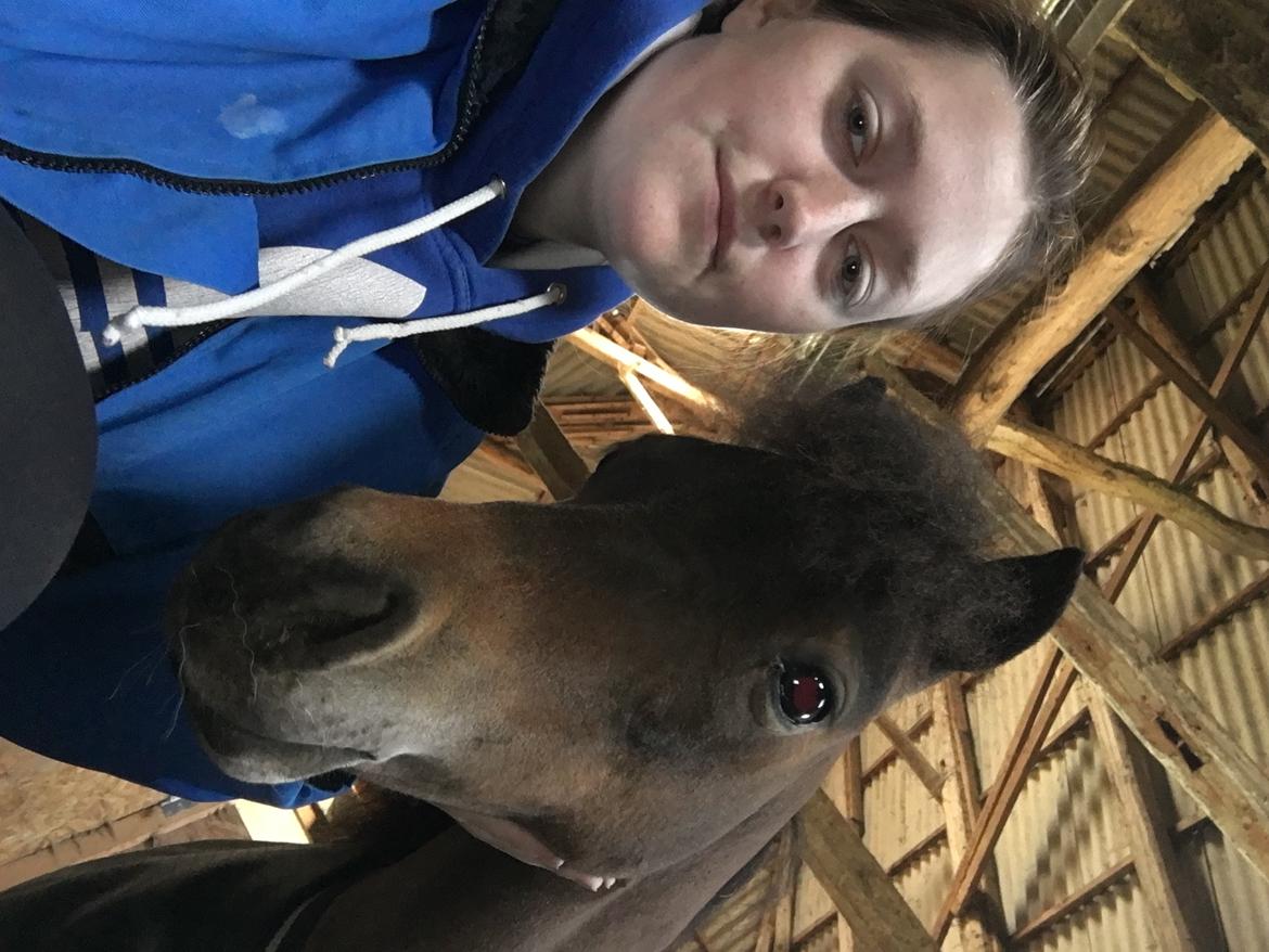 Amerikansk Miniature Lm wild painted lazett billede 2