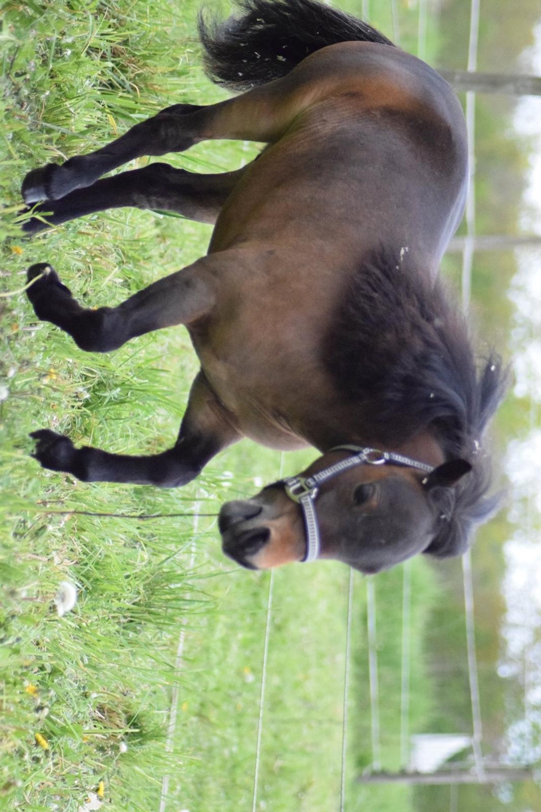 Amerikansk Miniature Lm wild painted lazett billede 3