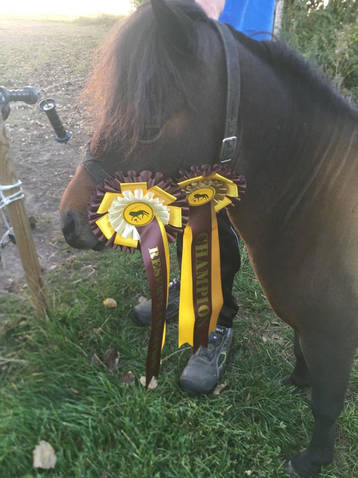 Amerikansk Miniature Lm wild painted lazett billede 15