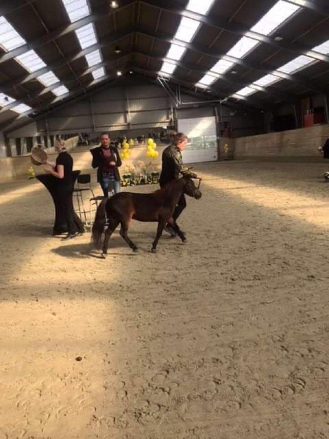 Amerikansk Miniature Lm wild painted lazett billede 18