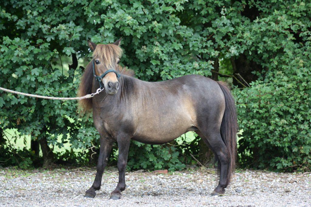 Miniature Alamos buckaroo charmer billede 1