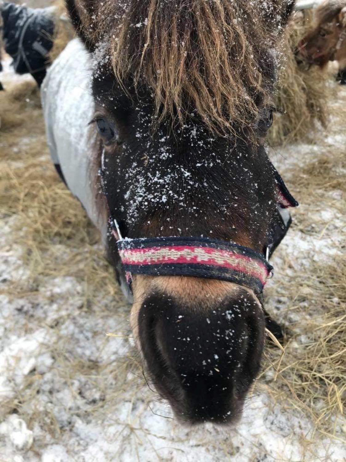 Miniature Alamos buckaroo charmer billede 3