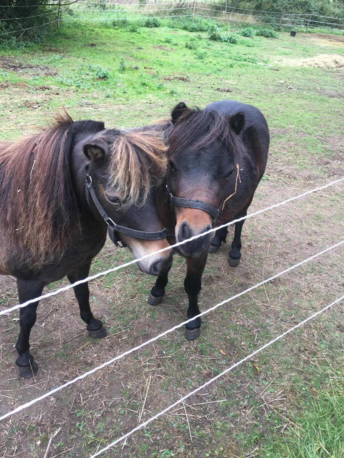 Miniature Alamos buckaroo charmer billede 4