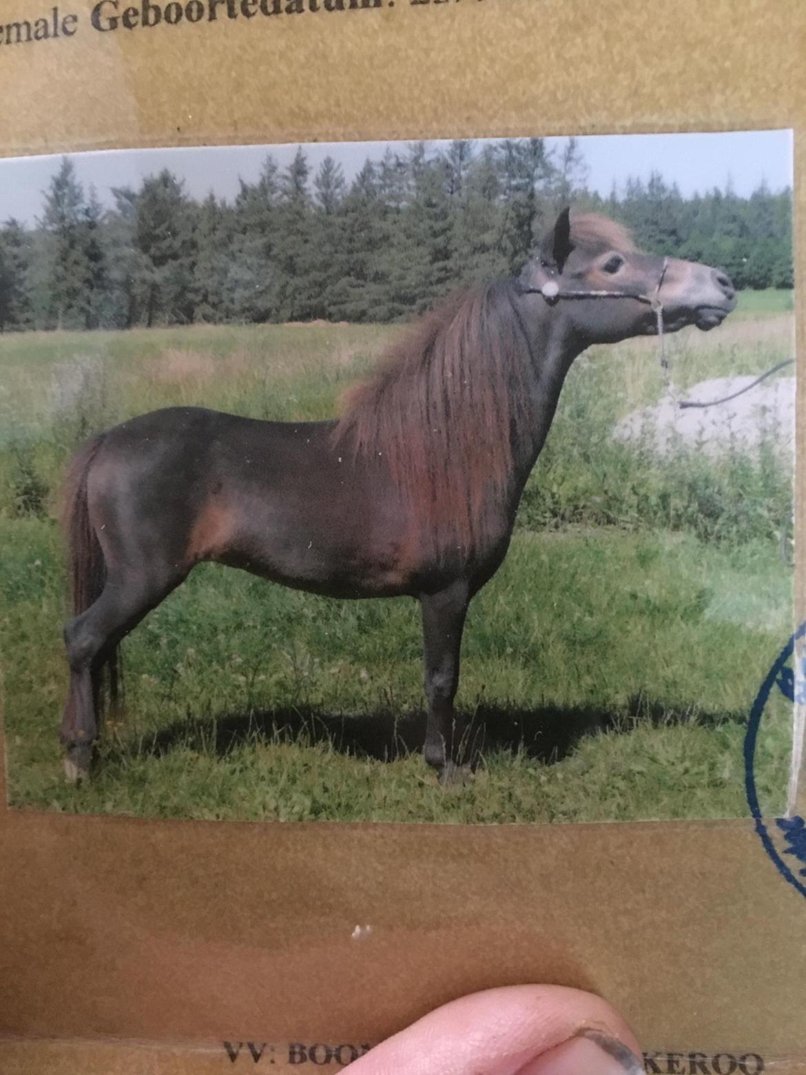 Miniature Alamos buckaroo charmer billede 5