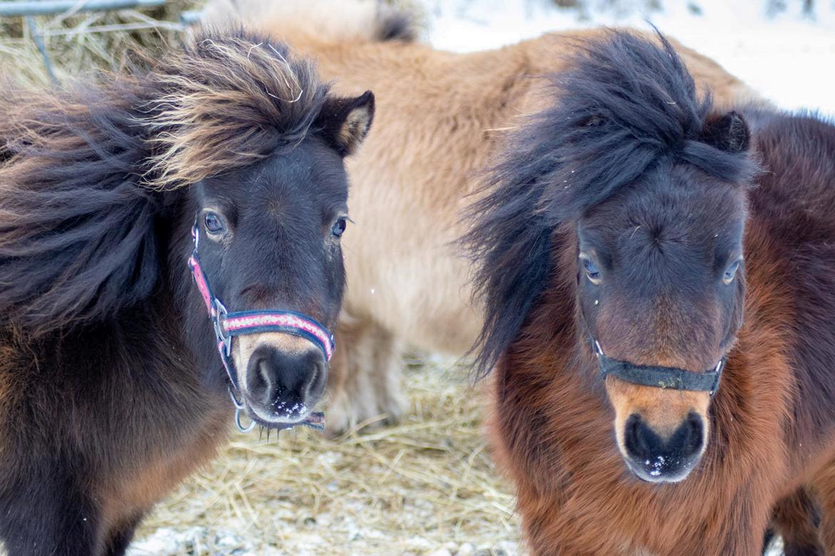 Miniature Alamos buckaroo charmer billede 8