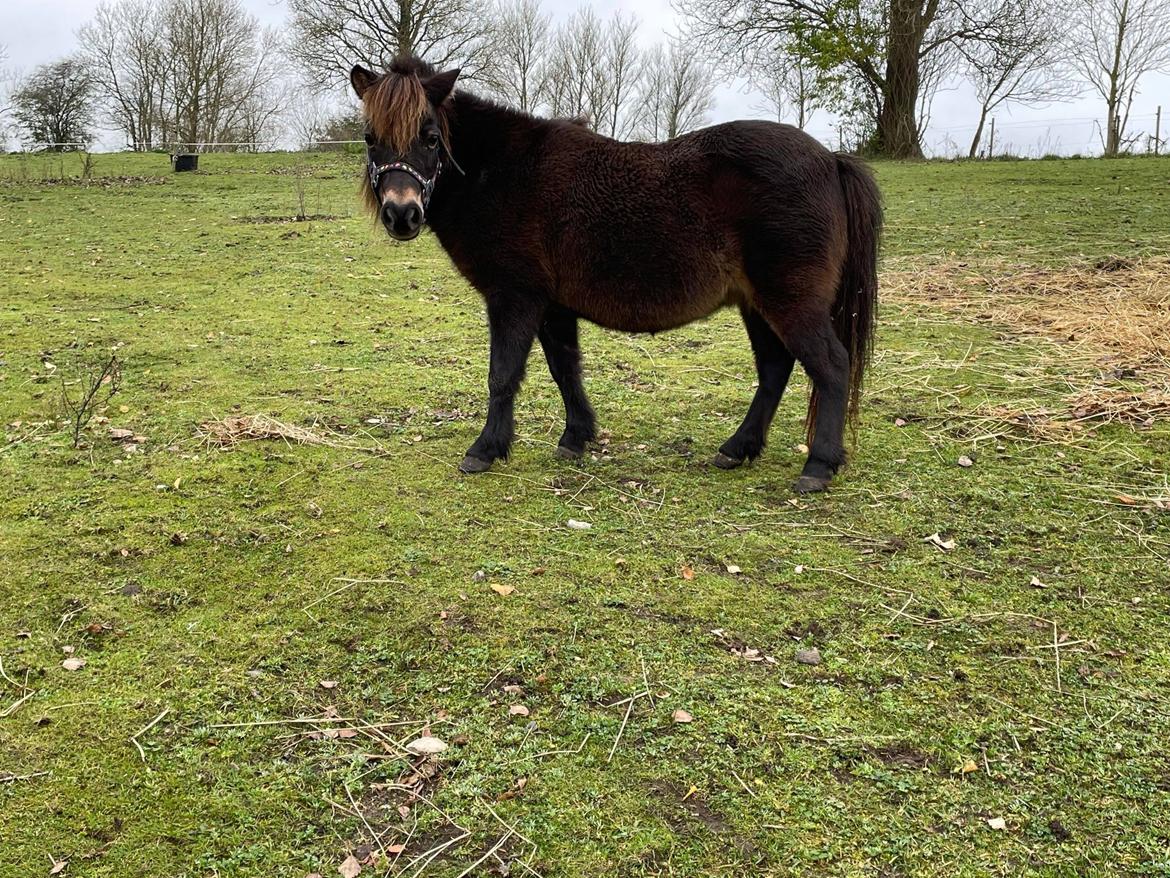 Miniature Alamos buckaroo charmer billede 12