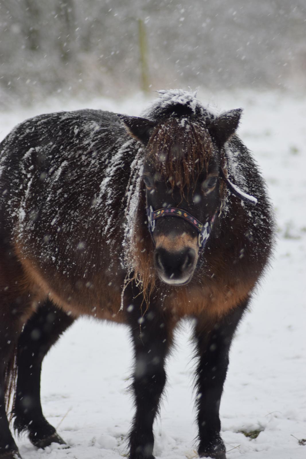 Miniature Alamos buckaroo charmer billede 6