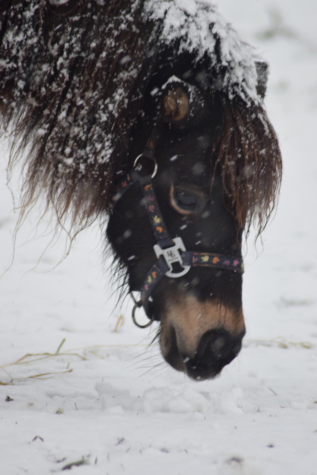 Miniature Alamos buckaroo charmer billede 7