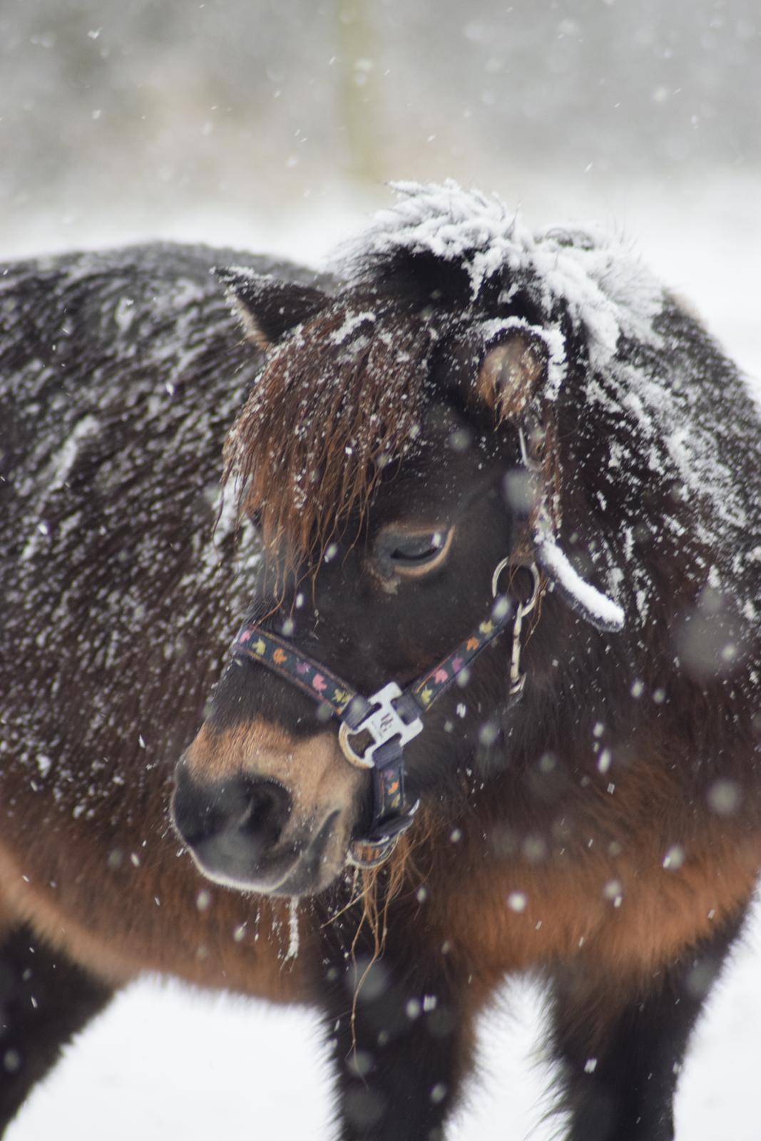 Miniature Alamos buckaroo charmer billede 9