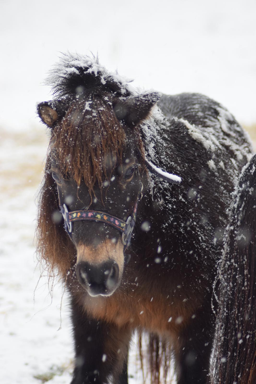 Miniature Alamos buckaroo charmer billede 10