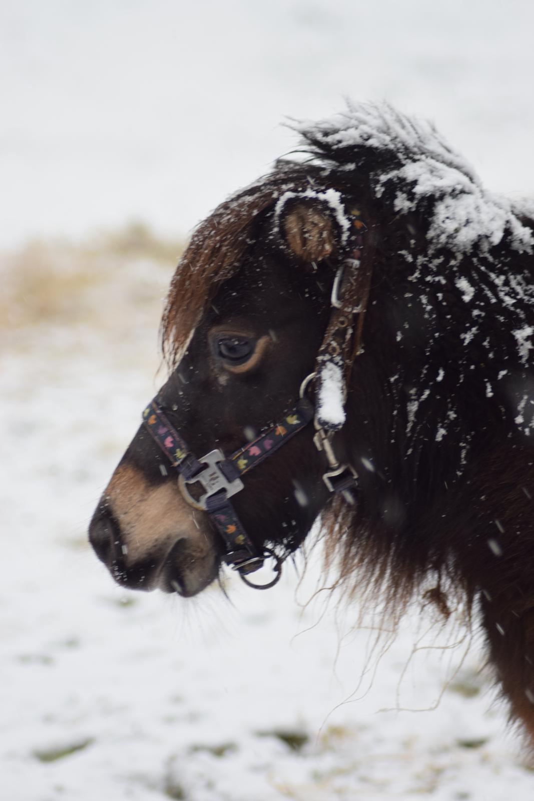 Miniature Alamos buckaroo charmer billede 11