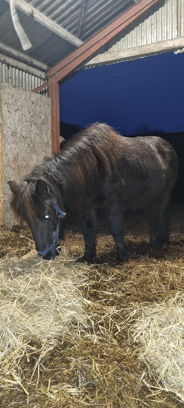 Islænder Gletting fra Sønderholm SOLGT billede 10