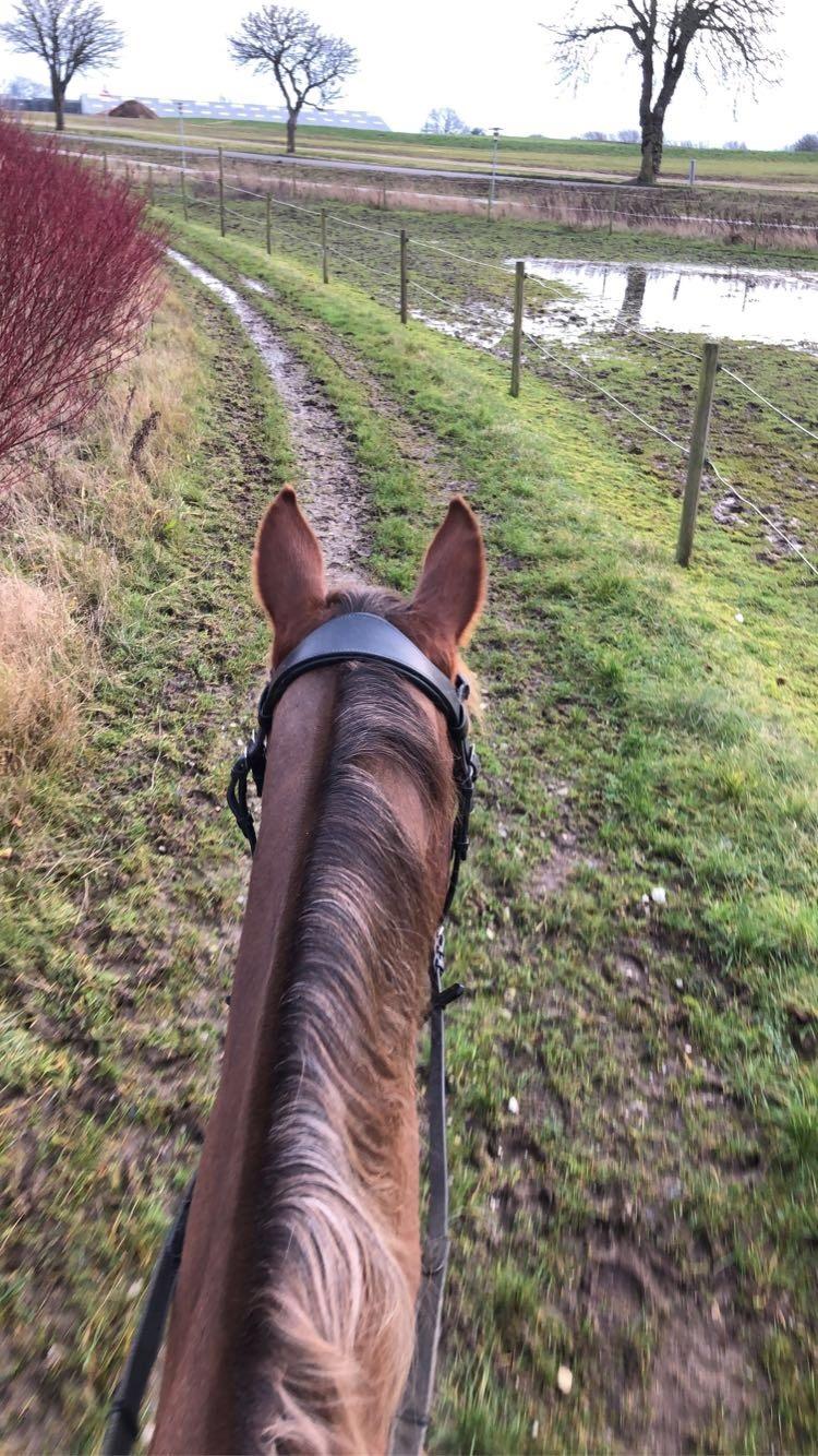 DSP Lykkehøjs Arabelle billede 15