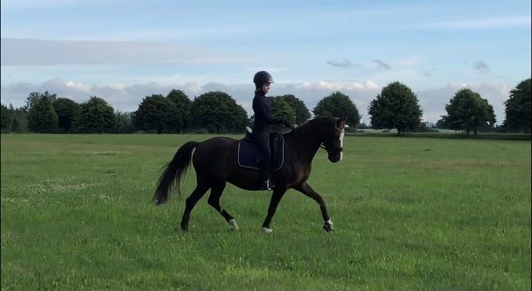 DSP Lykkehøjs Arabelle billede 18