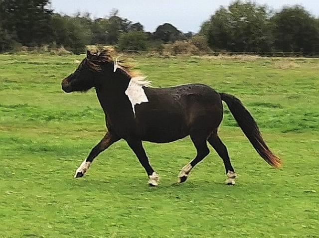 Amerikansk Miniature Godts Magic Flame Of Life billede 4