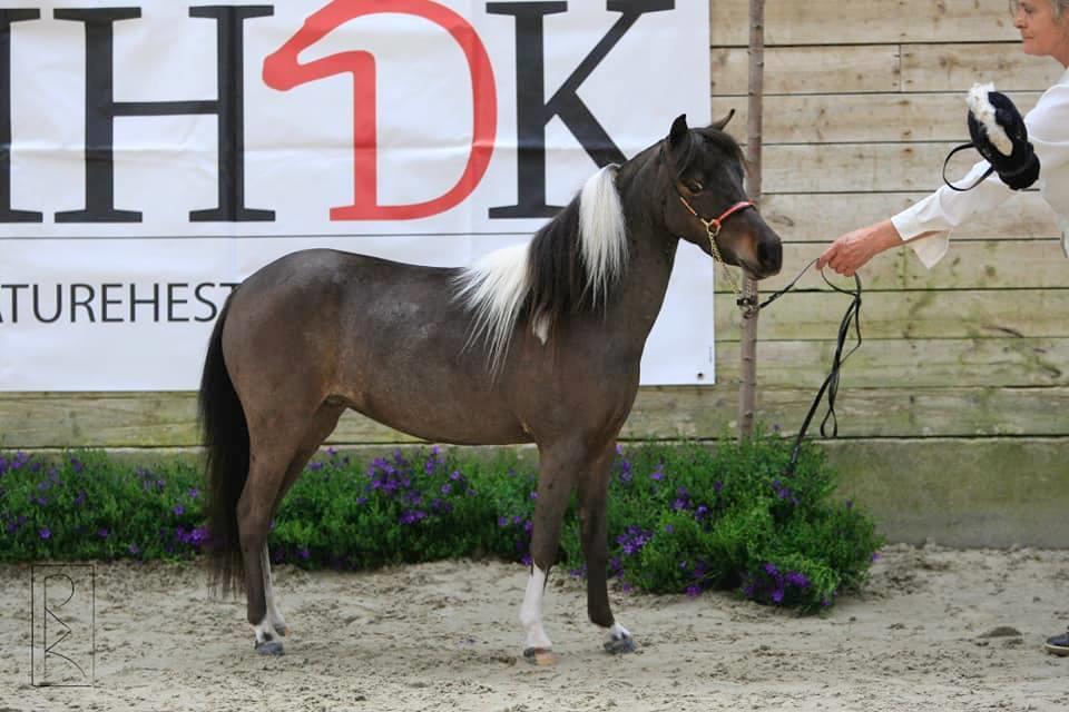 Amerikansk Miniature Godts Magic Flame Of Life billede 1