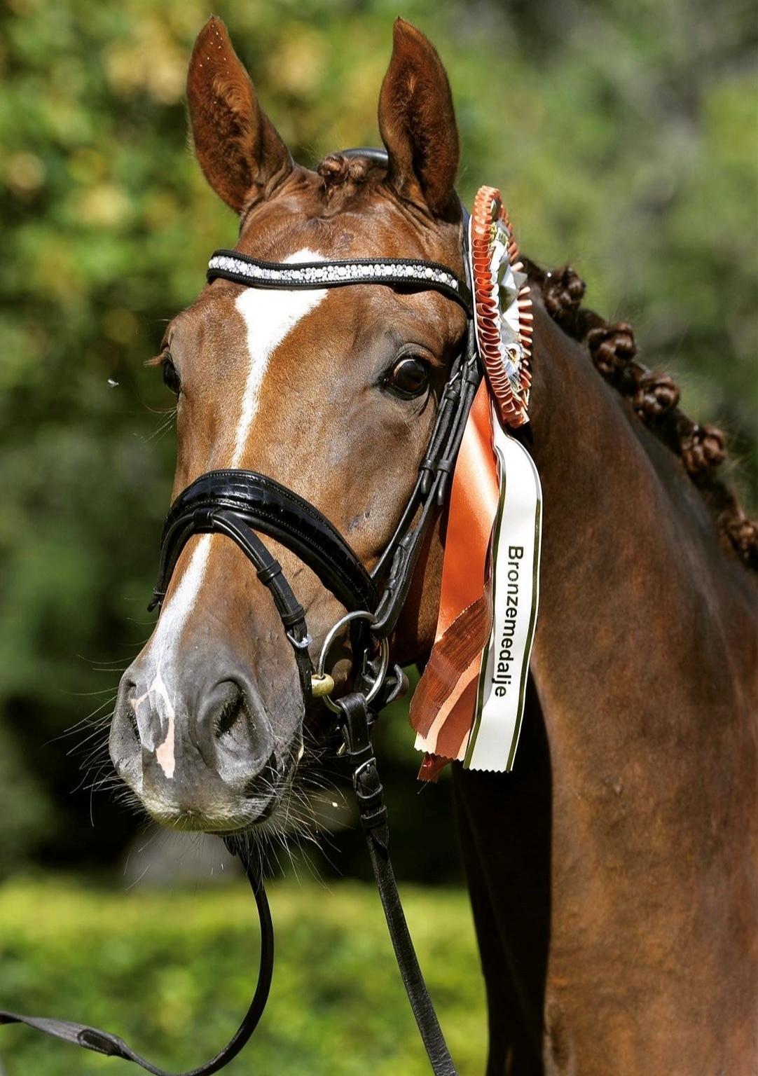 Dansk Varmblod Midt-West Serenade BRDH billede 1