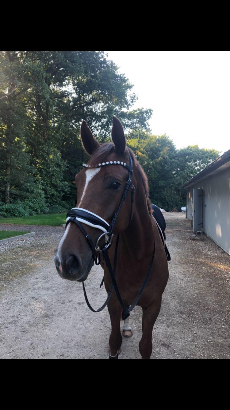 Dansk Varmblod Midt-West Serenade BRDH billede 6