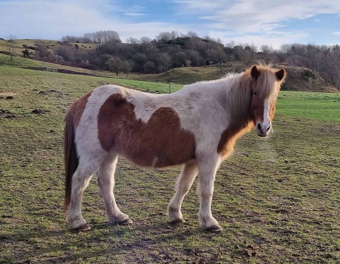 Islænder Hylling fra Ulvehave billede 4