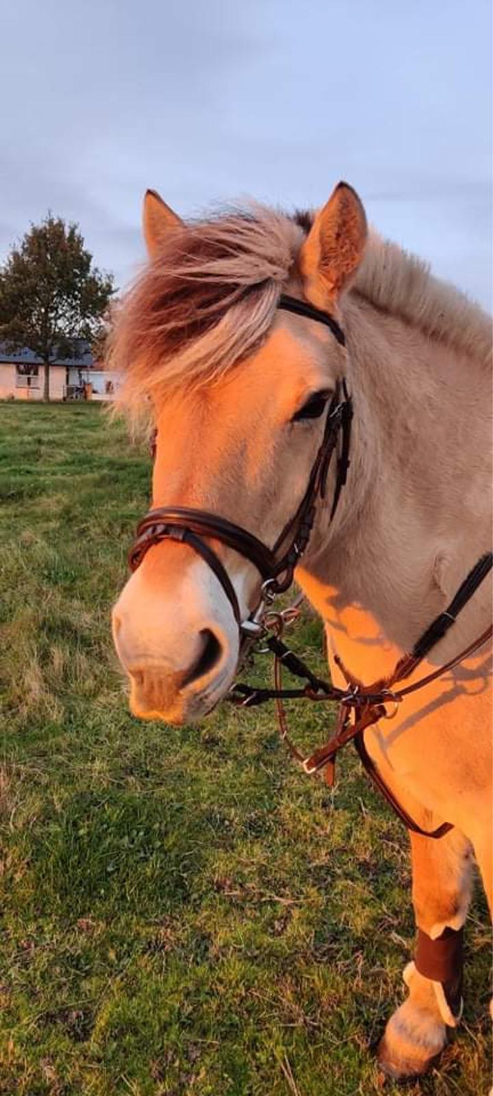 Fjordhest Springer billede 1