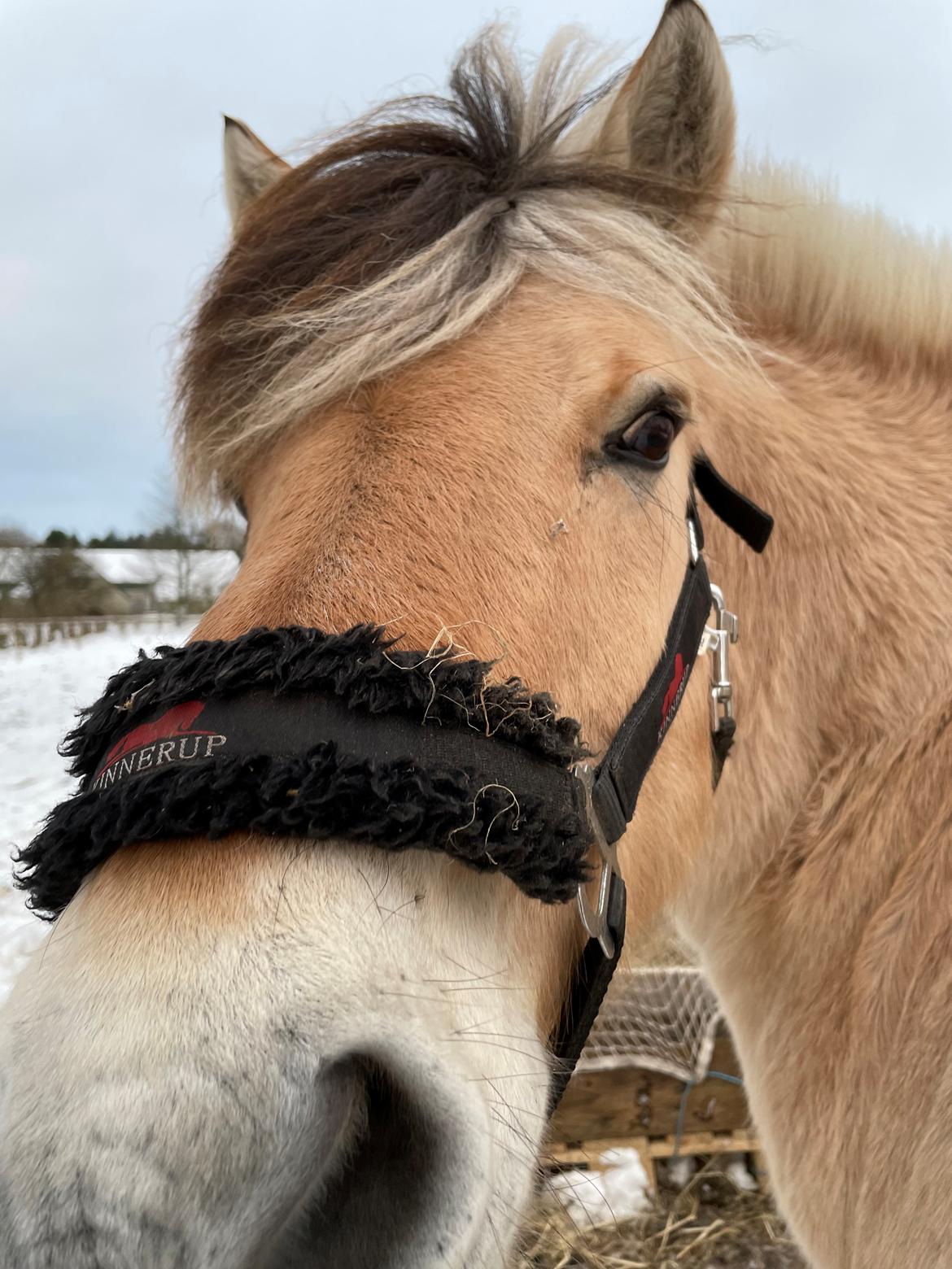 Fjordhest Springer billede 3
