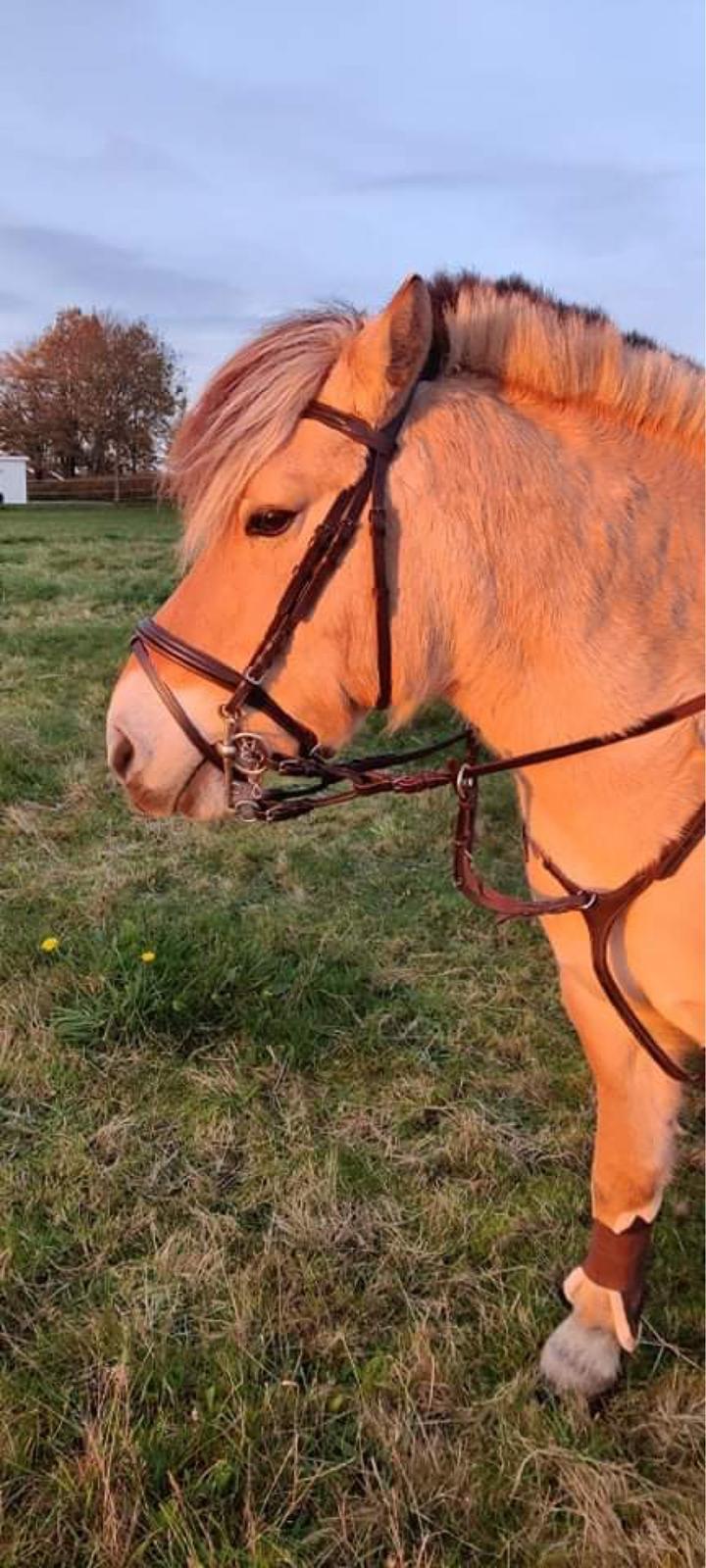 Fjordhest Springer billede 2