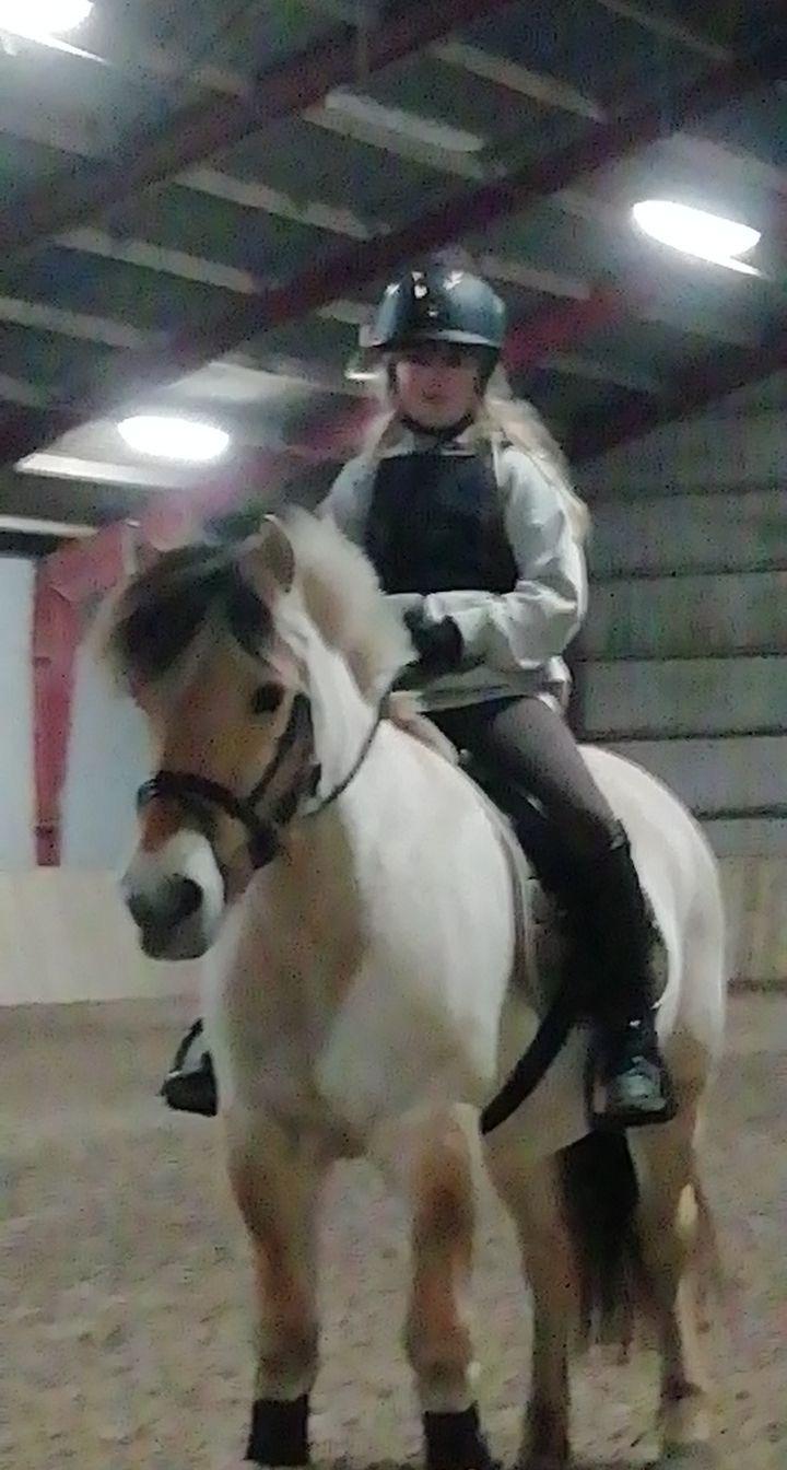 Fjordhest Springer billede 5