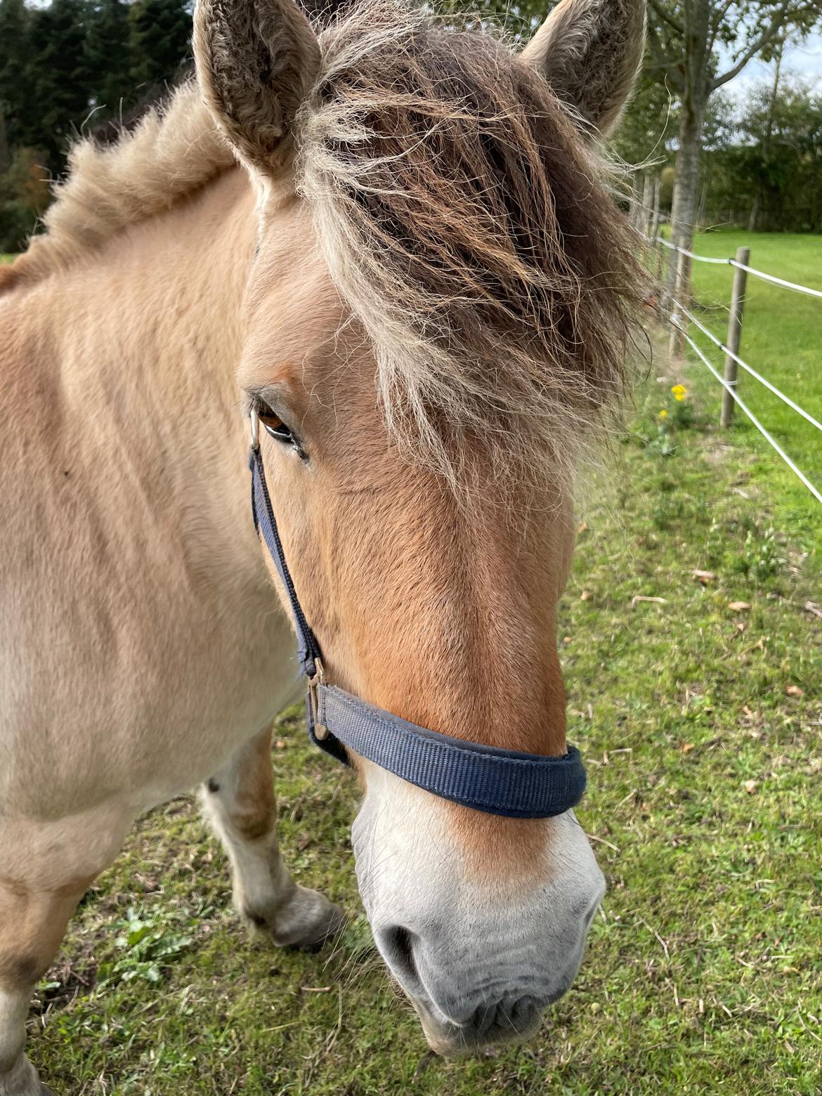 Fjordhest Springer billede 4
