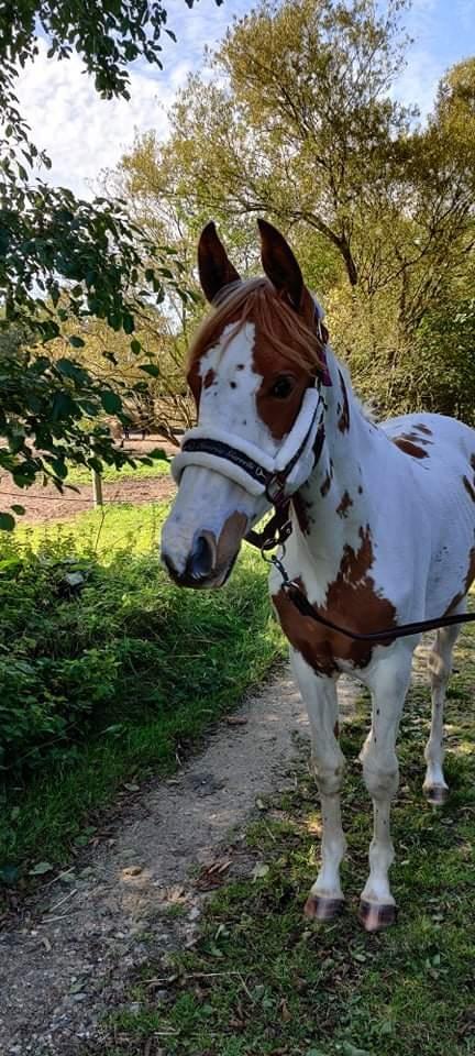 Pinto Emme india billede 4