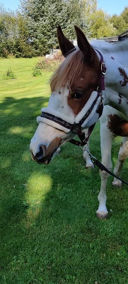 Pinto Emme india billede 5