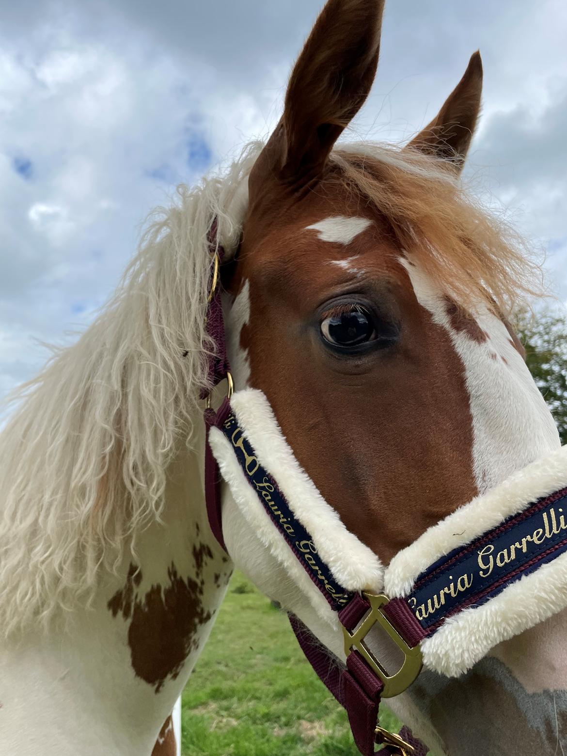 Pinto Emme india billede 6