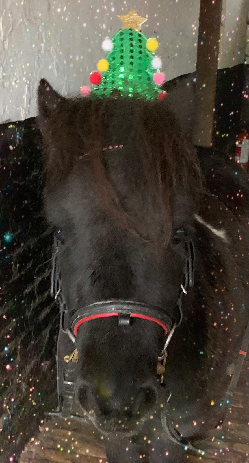 Shetlænder Veldt’s Hope Of Dreams billede 9