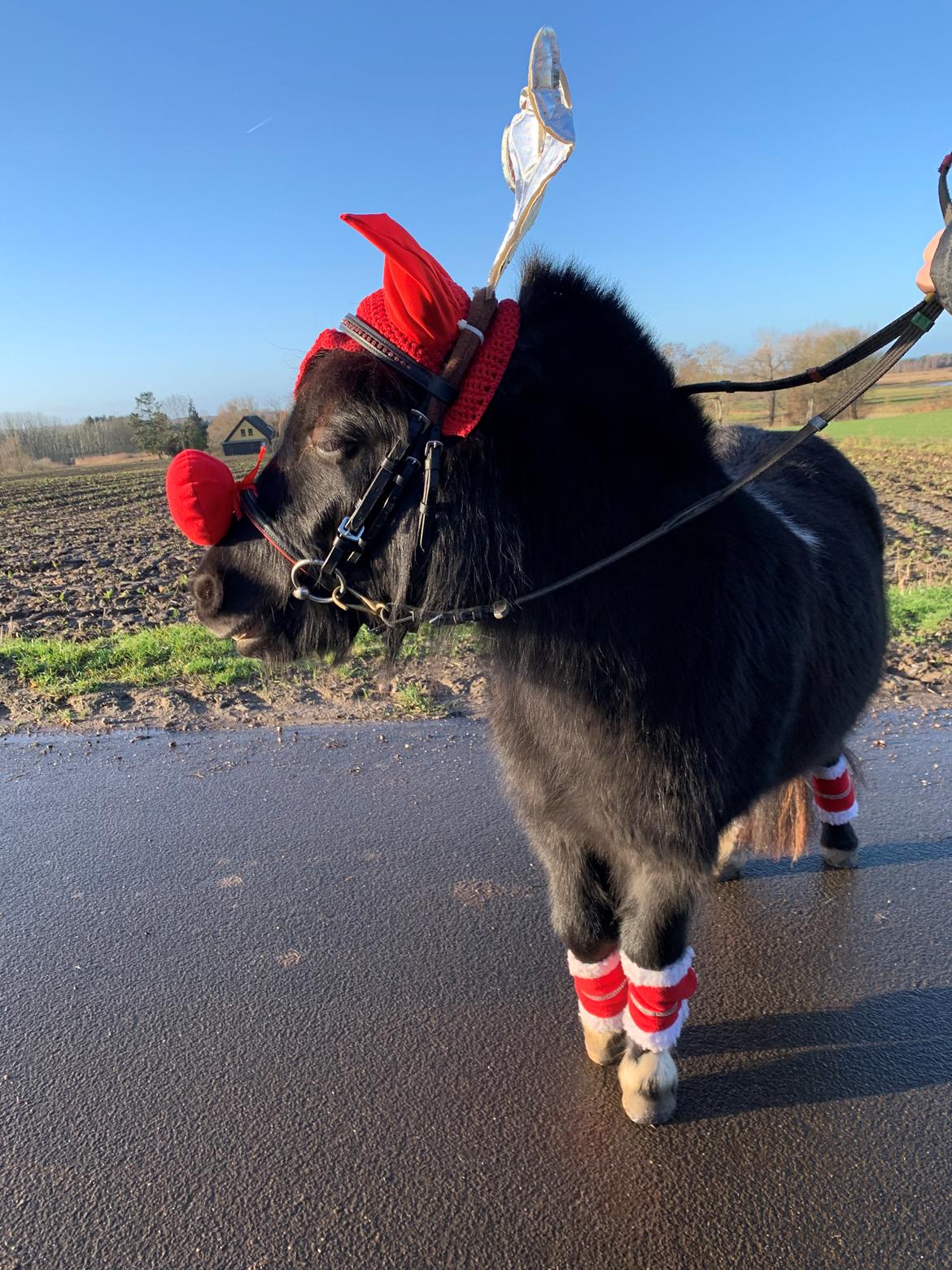 Shetlænder Veldt’s Hope Of Dreams billede 10