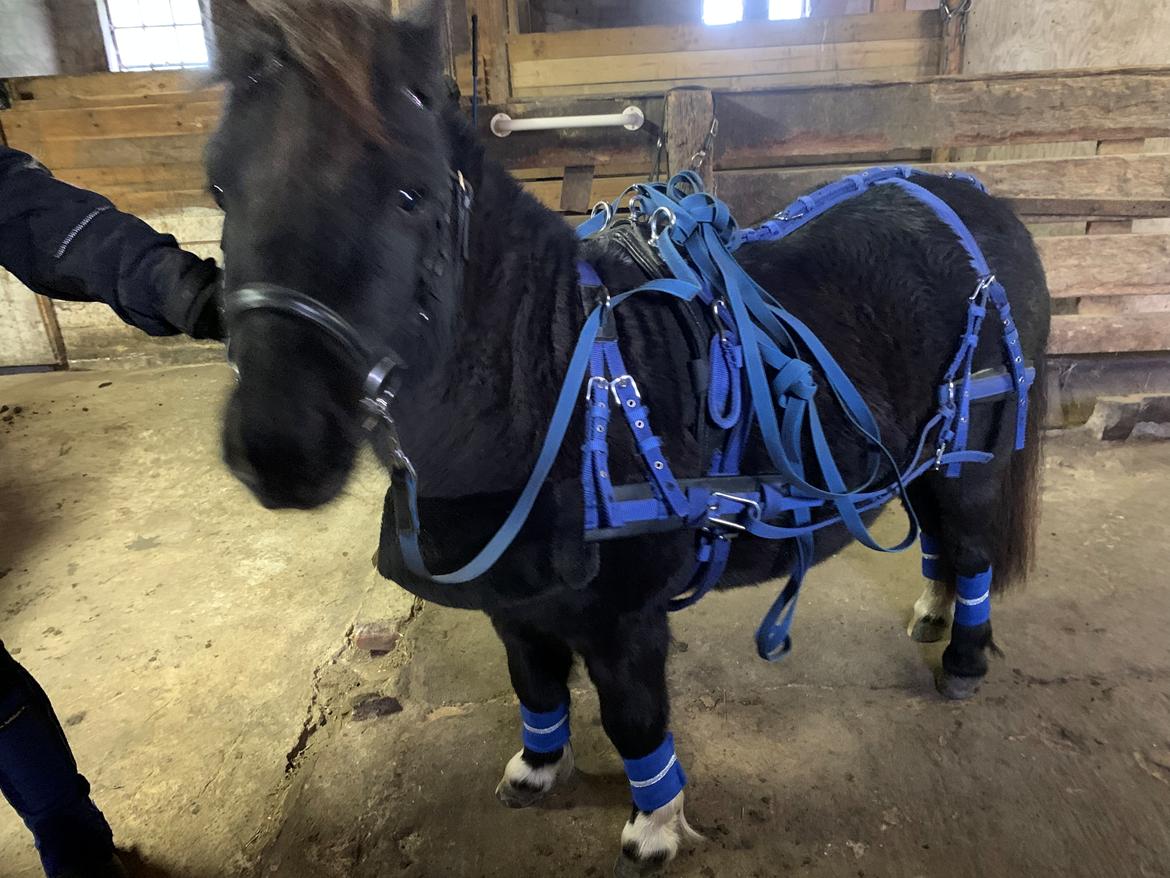 Shetlænder Veldt’s Hope Of Dreams billede 11