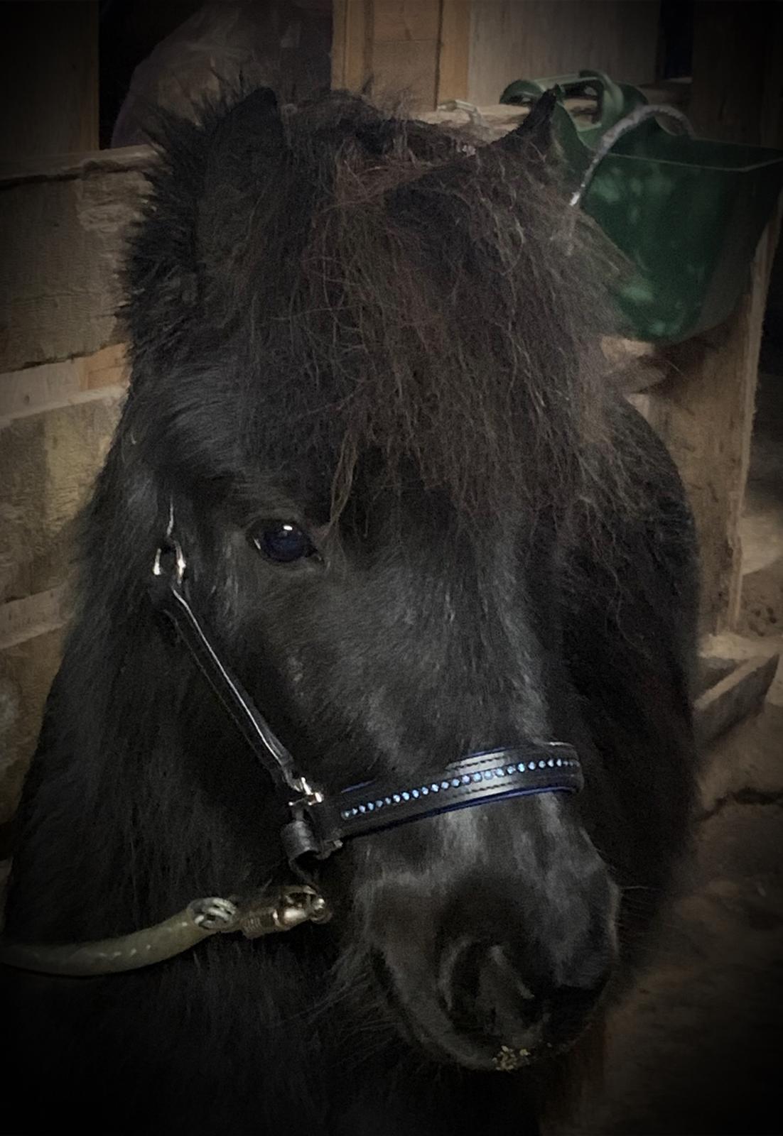 Shetlænder Veldt’s Hope Of Dreams billede 1