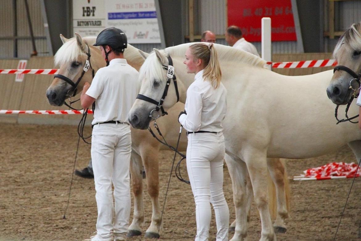 Fjordhest Lindelyst Donna billede 12