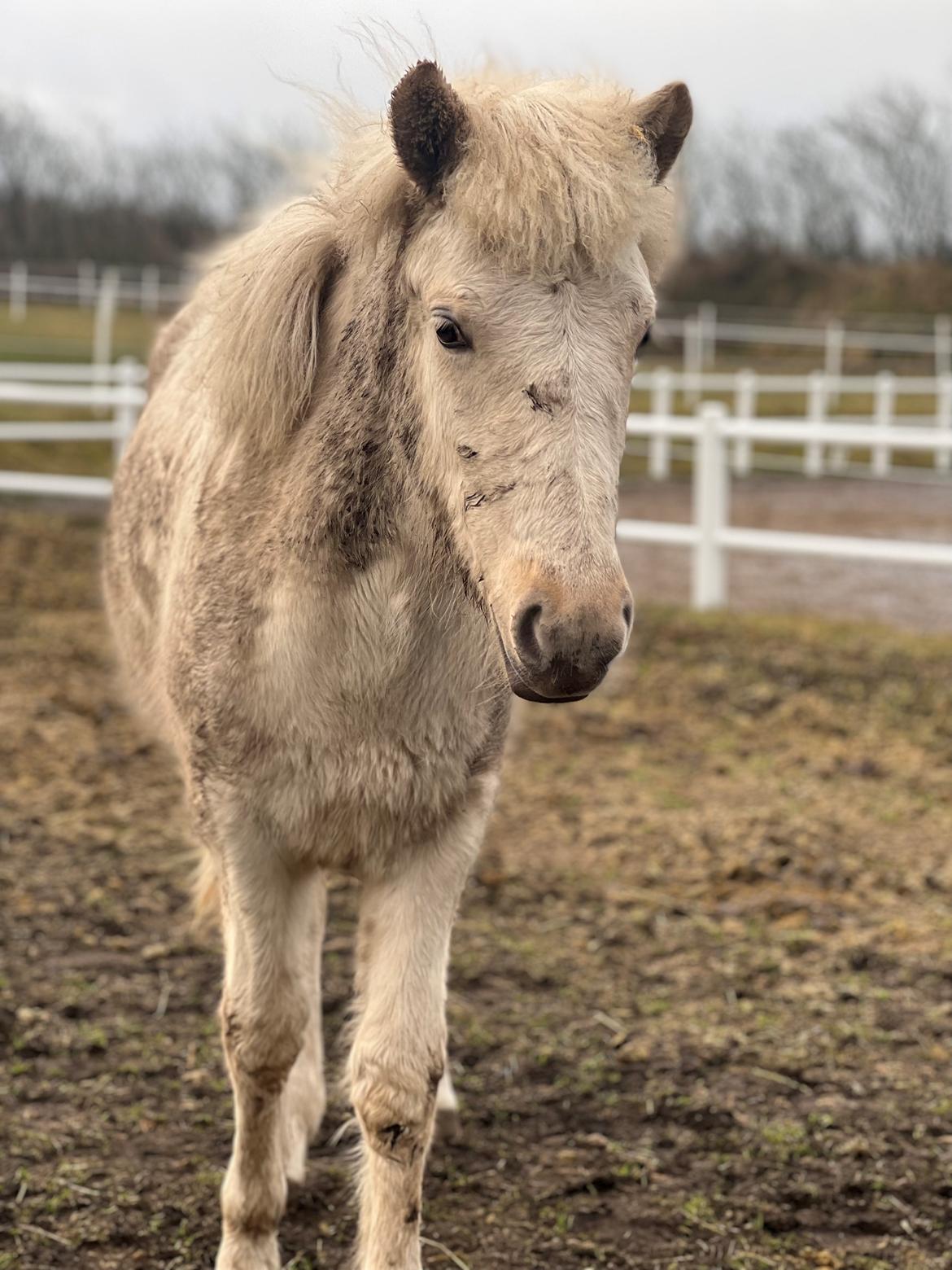 Islænder Sía fra Lundegårde billede 34