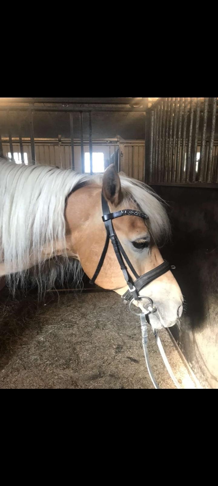 Haflinger Hafferlaffen billede 1