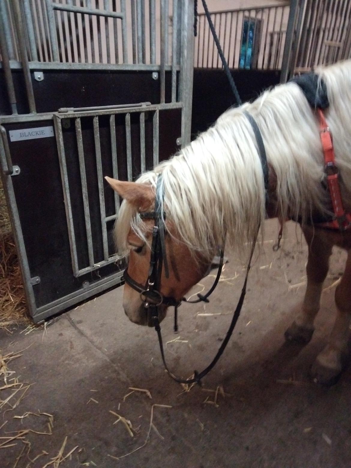 Haflinger Hafferlaffen billede 3