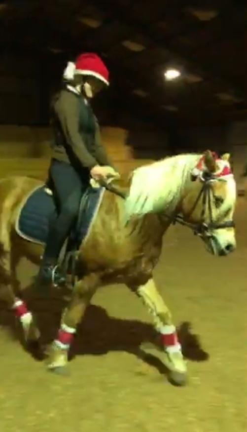 Haflinger Hafferlaffen billede 2