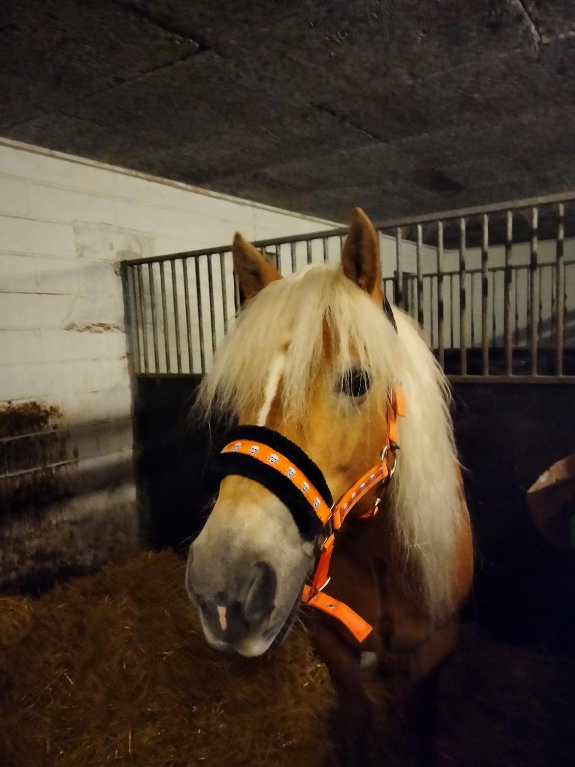 Haflinger Hafferlaffen billede 4