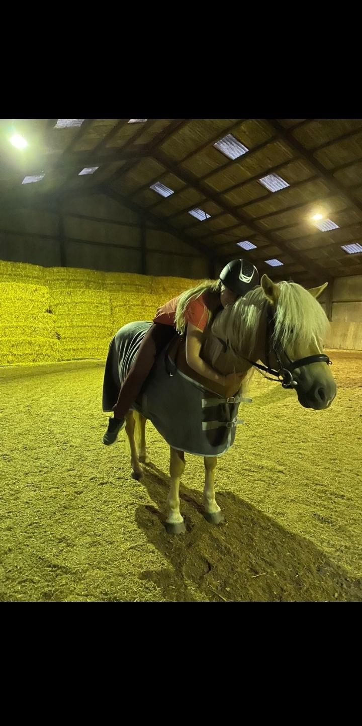 Haflinger Hafferlaffen billede 5