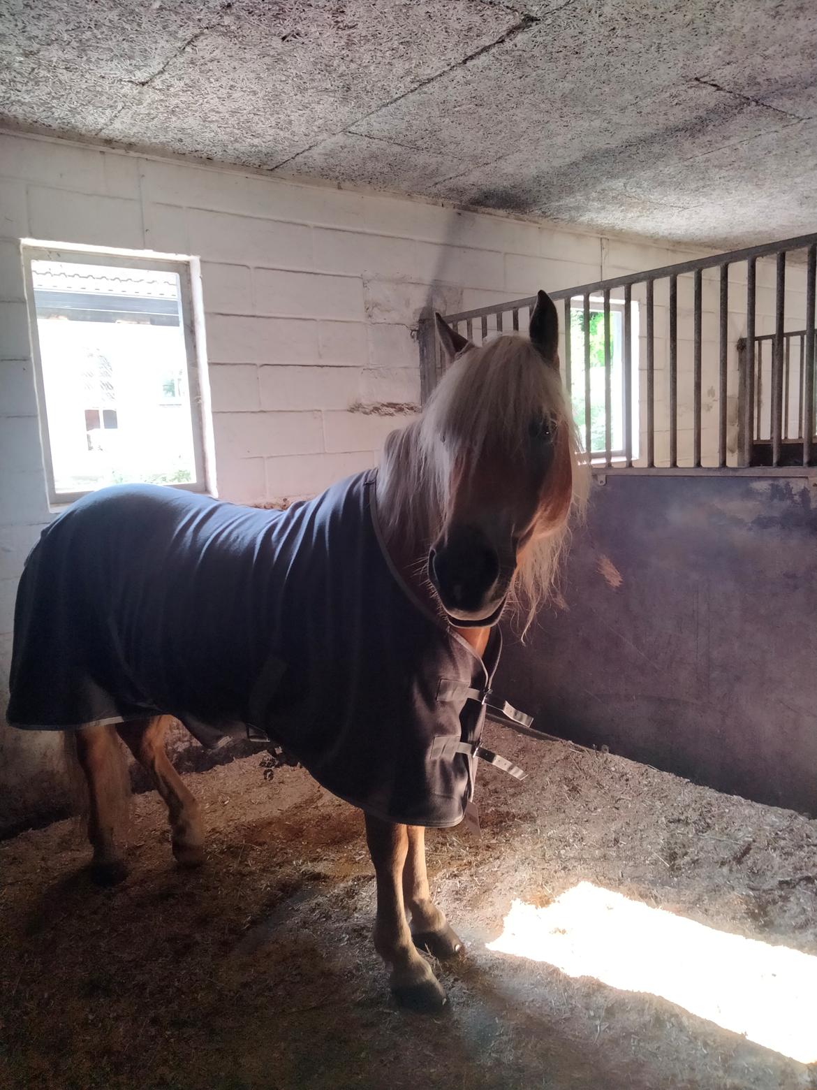 Haflinger Hafferlaffen billede 6