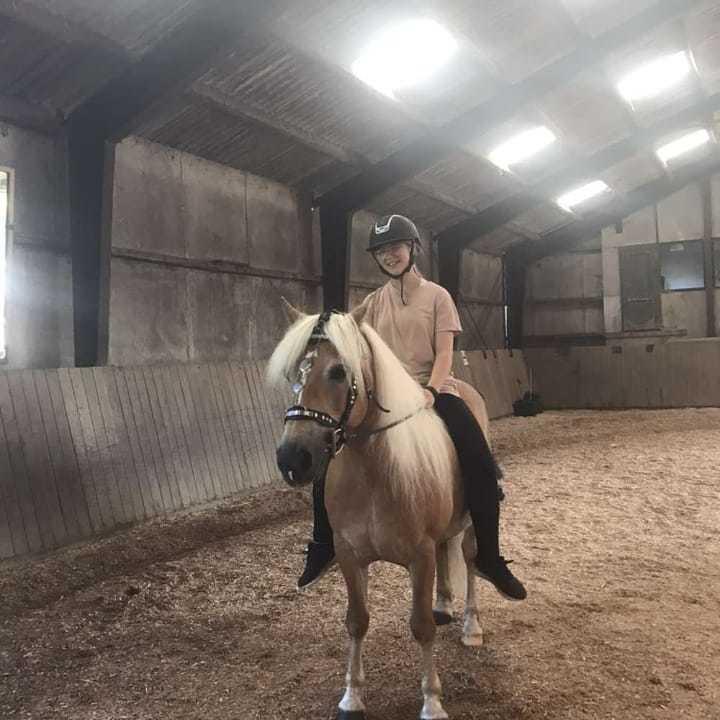 Haflinger Hafferlaffen billede 7