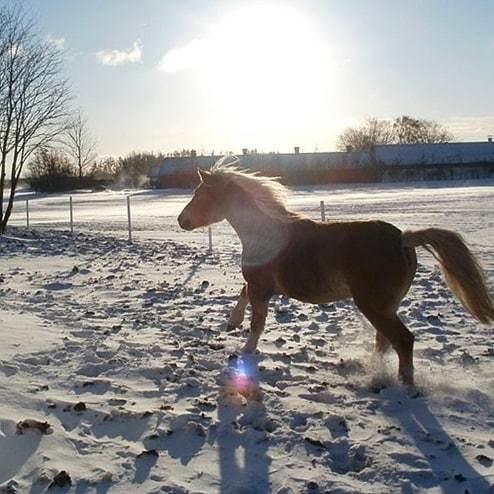 Haflinger Hafferlaffen - Billede fra gamle ejer billede 8