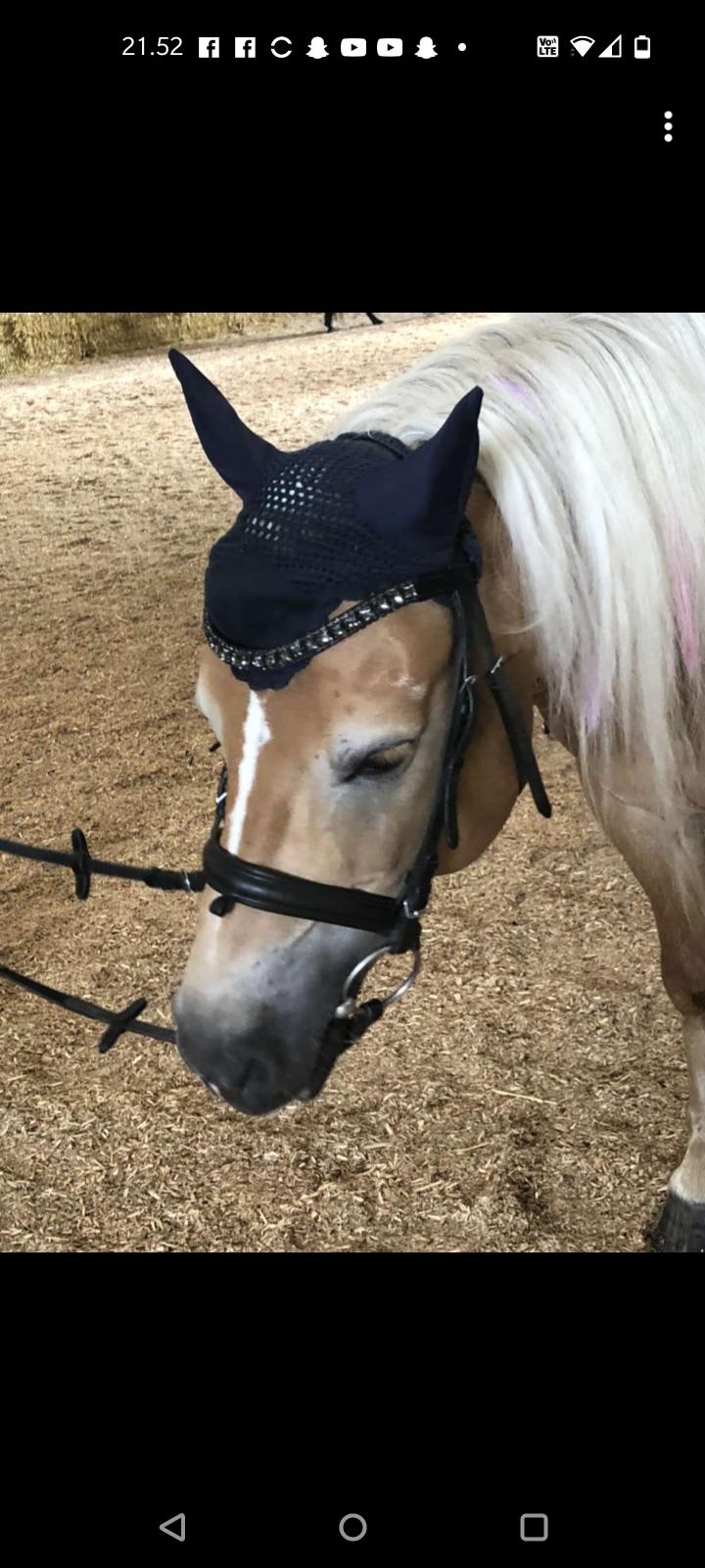 Haflinger Hafferlaffen billede 9