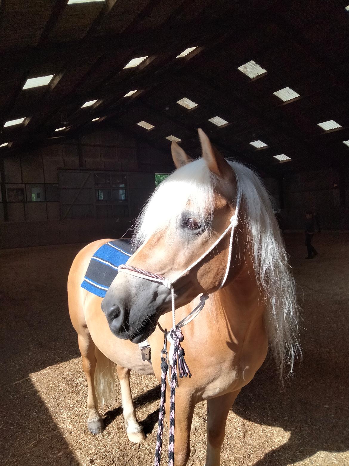 Haflinger Hafferlaffen billede 10