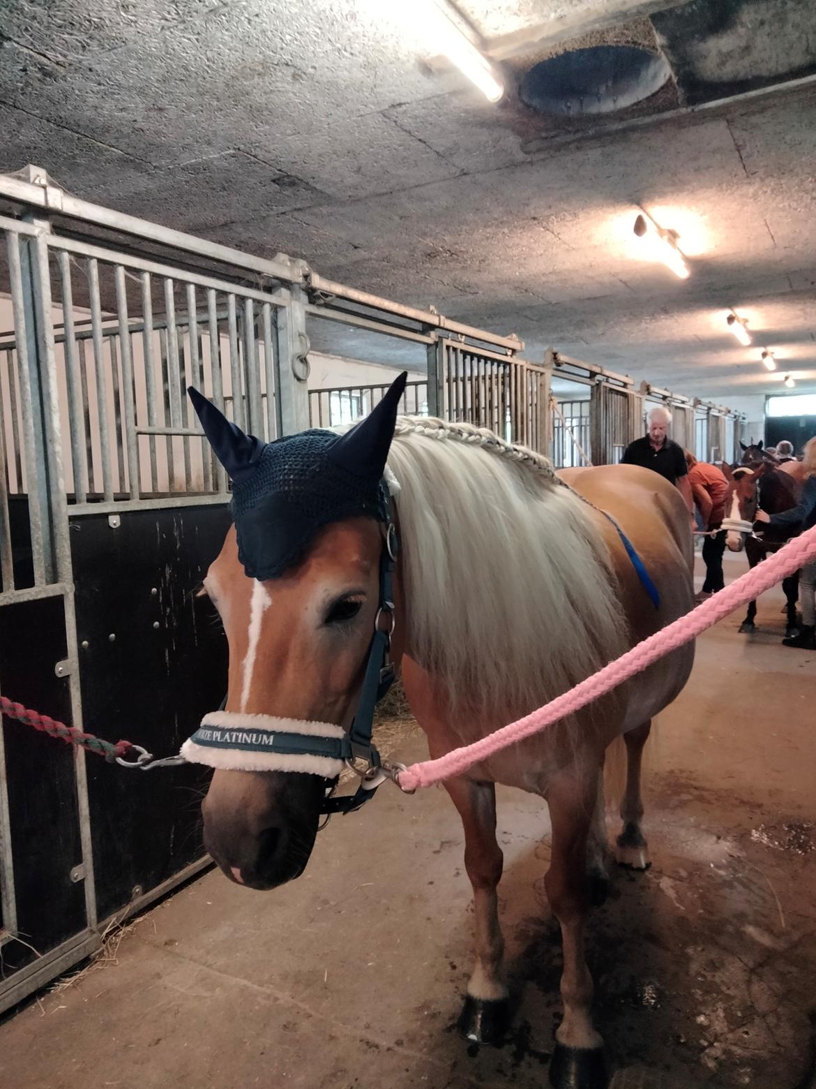 Haflinger Hafferlaffen billede 12