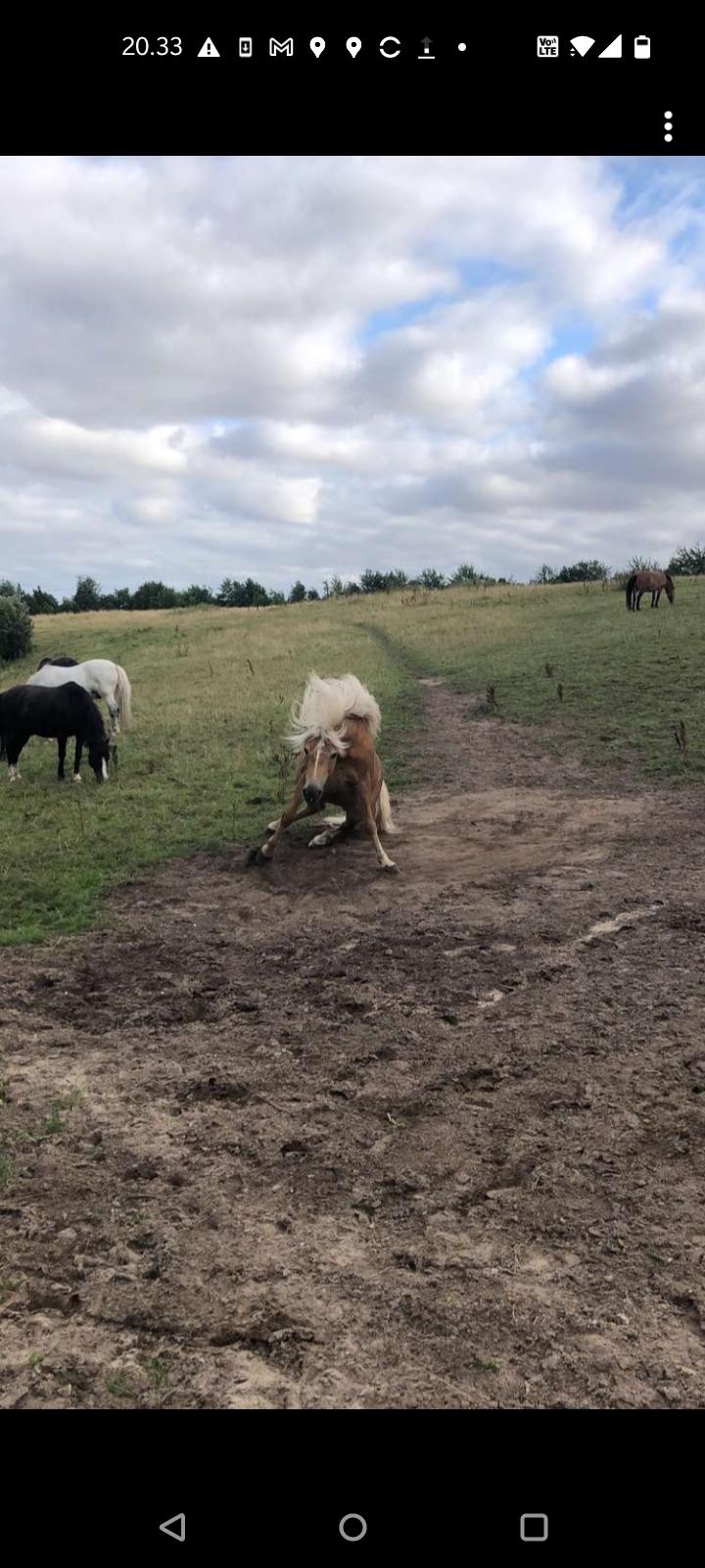 Haflinger Hafferlaffen billede 11